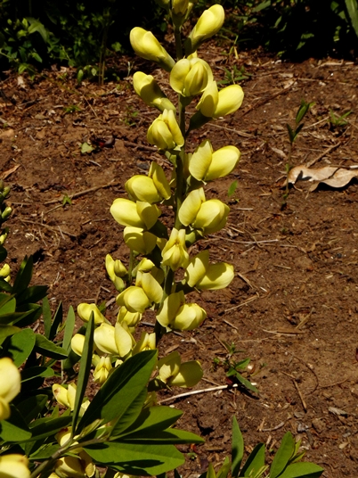 {Baptisia sphaerocarpa}